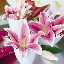 Lilium 'Star Gazer', Lilium 'StarGazer', Lily 'Star Gazer', Oriental Lily 'Star Gazer', Lily 'StarGazer', Oriental Lily 'StarGazer', Oriental Lilies, Pink Lilies, Fragrant lilies, Lily flower, Lily Flower
